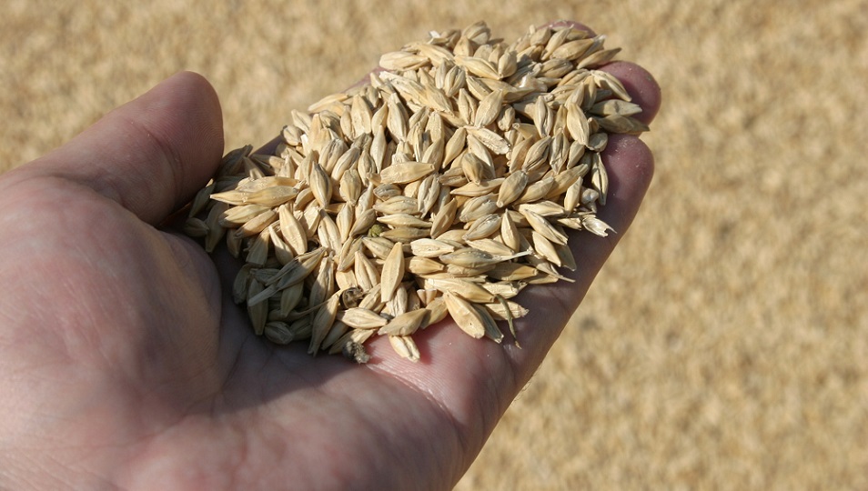 Потенциал по экспорту зерна Казахстаном составляет до 6 млн тонн 