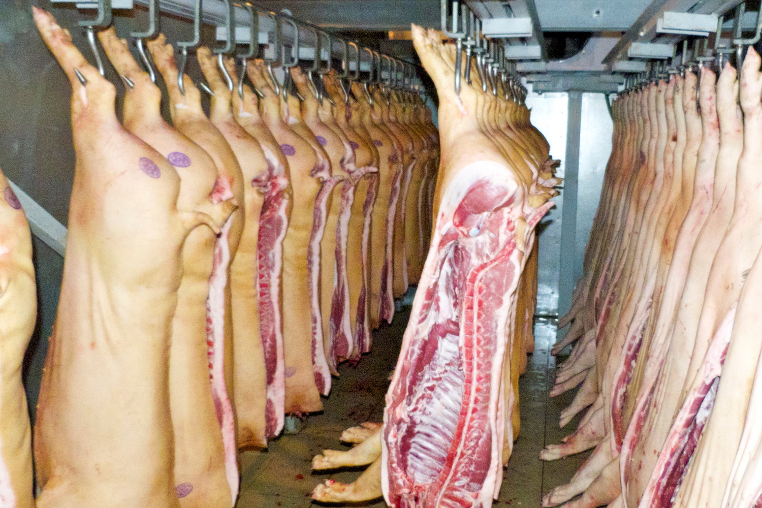 Россельхознадзор может с 1 октября запретить поставки всей продукции животноводства из Казахстана