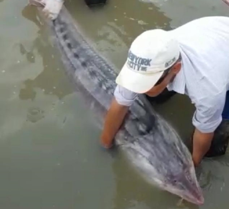 Белугу весом 118 кг передали на осетровый рыбоводный завод в Атырау  