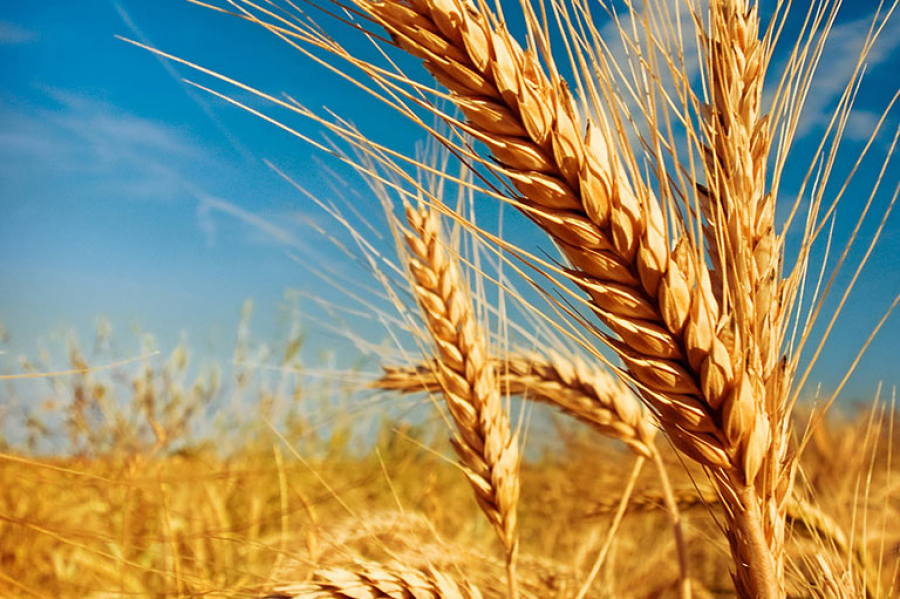В Грузии пытаются снизить зависимость от импорта российской пшеницы
