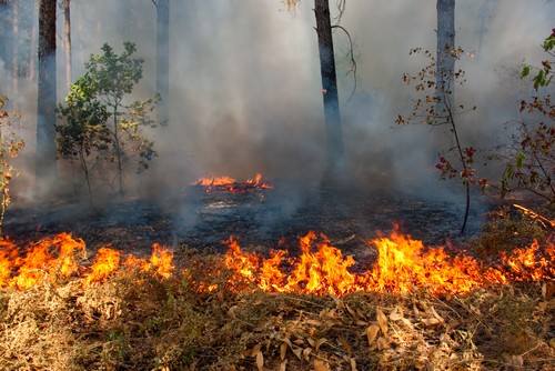 Каспий жағалауындағы қамыс өртіне 500 тонна су төгілді