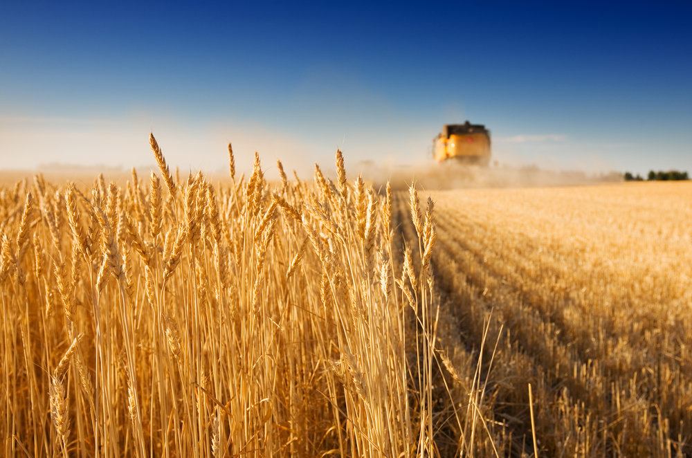 Аграрии vs погода: получится ли выиграть новую битву за урожай в Казахстане?