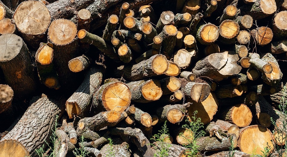 Скандал с массовой вырубкой деревьев в Усть-Каменогорске разрешен в суде