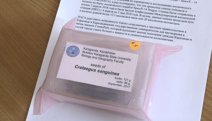 Қарағандыда ғарышқа «барып қайтқан» долана тұқымы егіледі