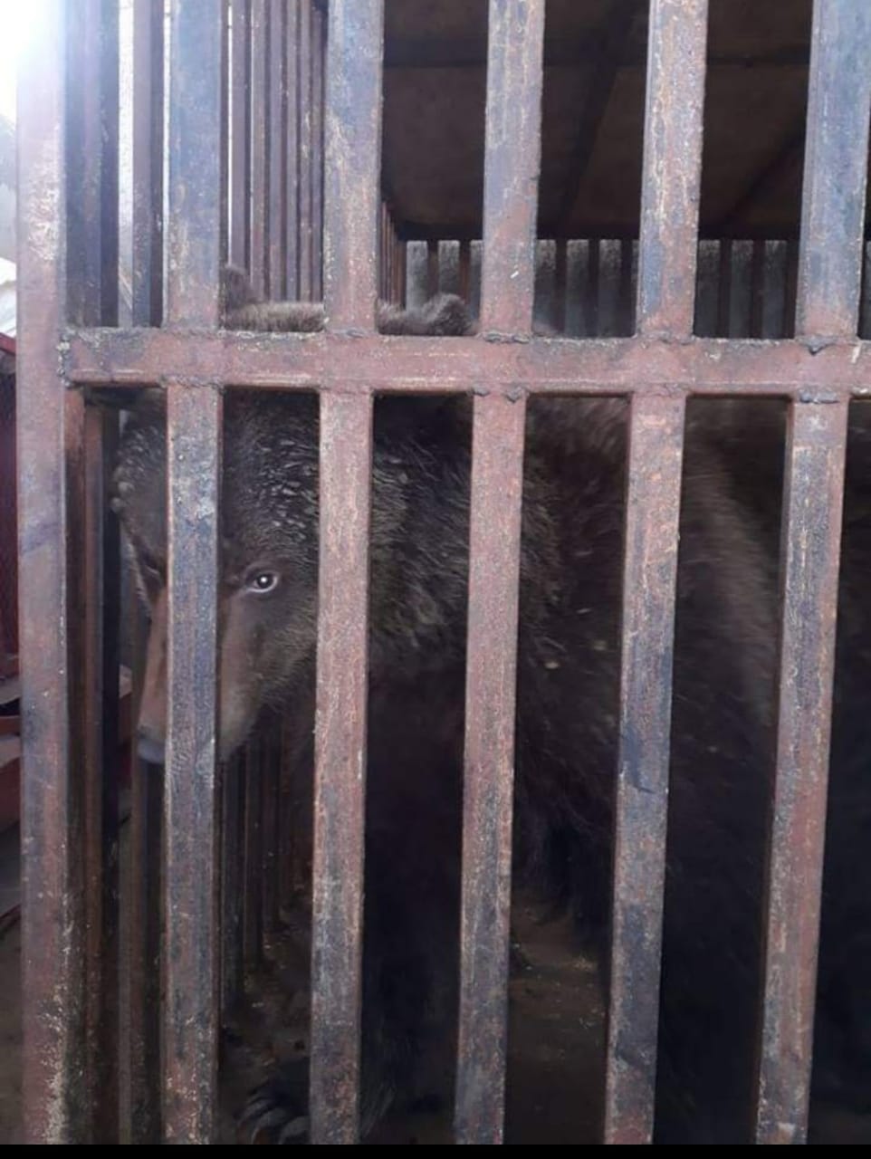 Түркістан облысында мал базарында аю да тұр