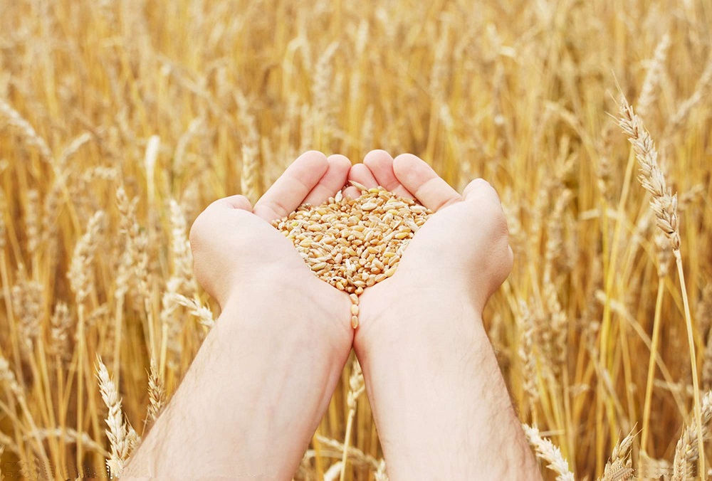 Минсельхоз РФ планирует усилить контроль за экспортом зерна в Казахстан