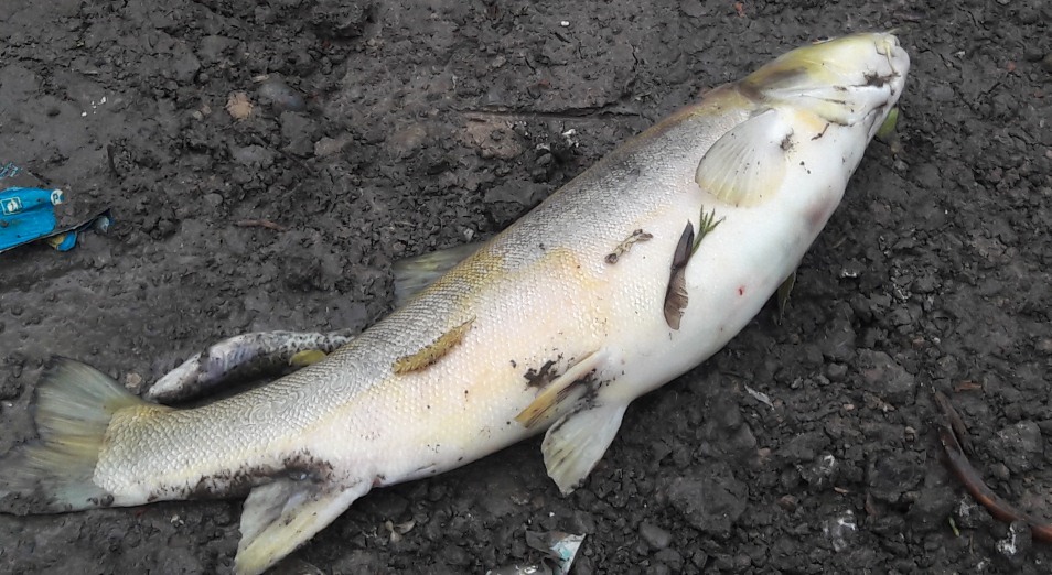 Экологи выясняют, чем отравилась рыба в Шымкенте