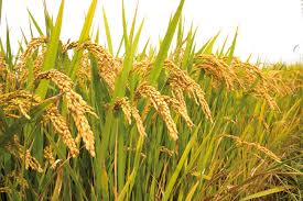 Посевы риса в Кызылординской области увеличатся на 0,2%