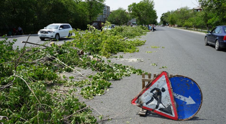 Вырубка деревьев в Семее была незаконной