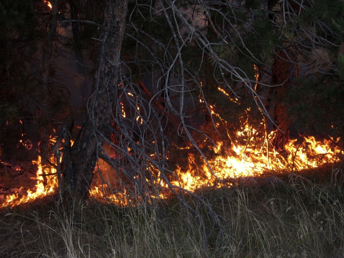 В Костанайской области за неделю произошло семь лесных пожаров на площади 1531 гектар