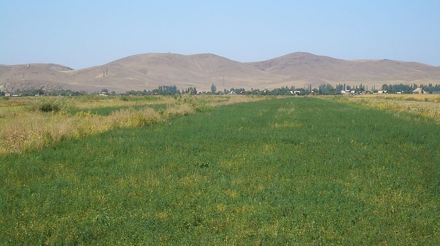 Жамбыл облысында қарасора өңдейтін зауыт салу жоспарлануда