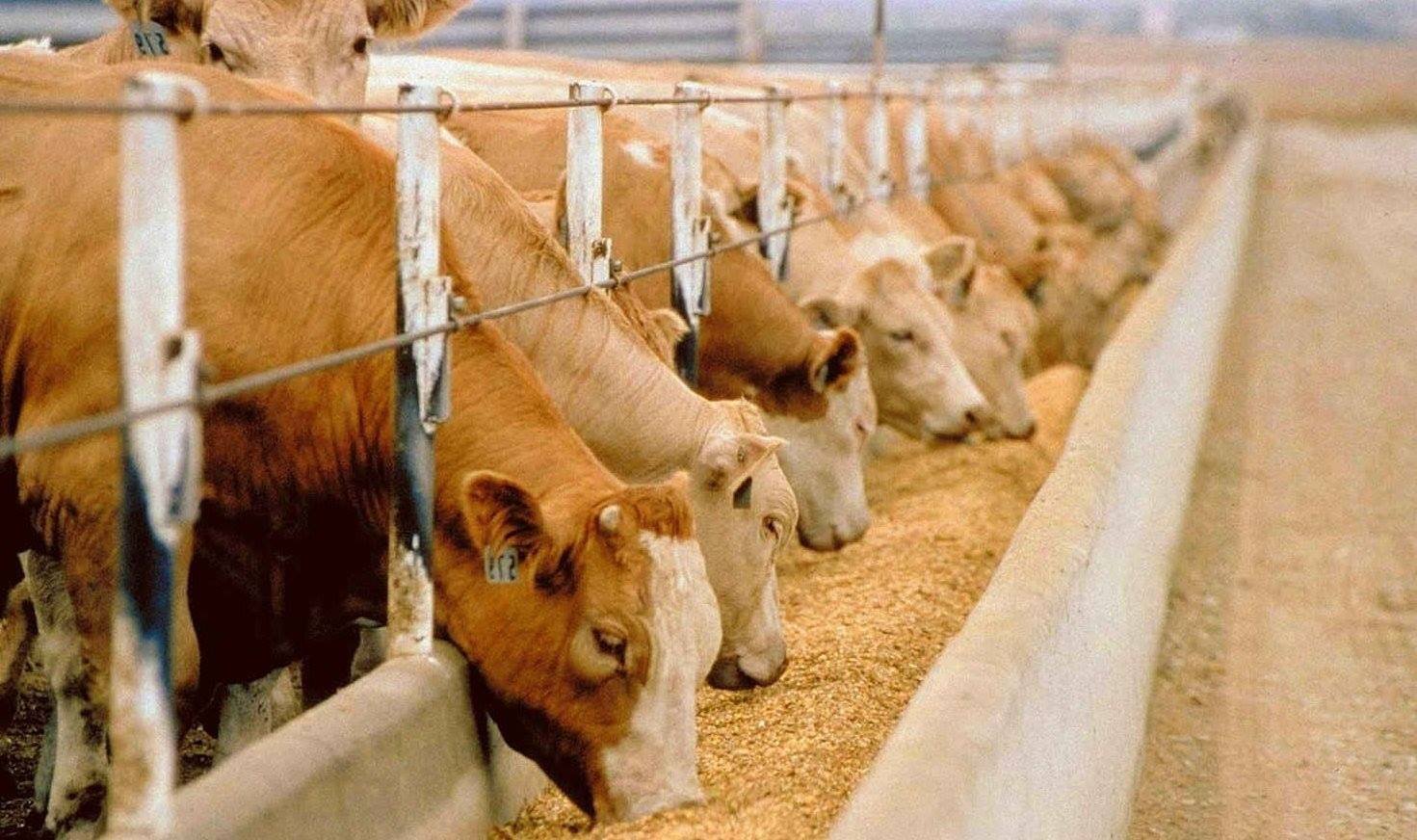 Валовой выпуск в сфере животноводства вырос на 2,5%