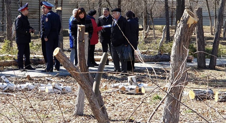 Павлодардың «Денсаулық» саябағындағы ағаштар жаппай кесіле бастады