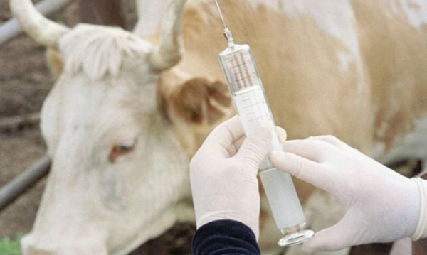 ШҚО-ның Қотанқарағай ауданында сібір жарасының ошағы анықталды