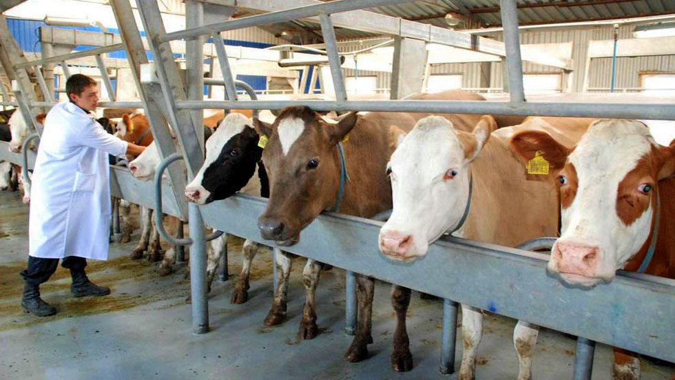 В Аккольском районе Акмолинской области намерены увеличить продукцию животноводства 