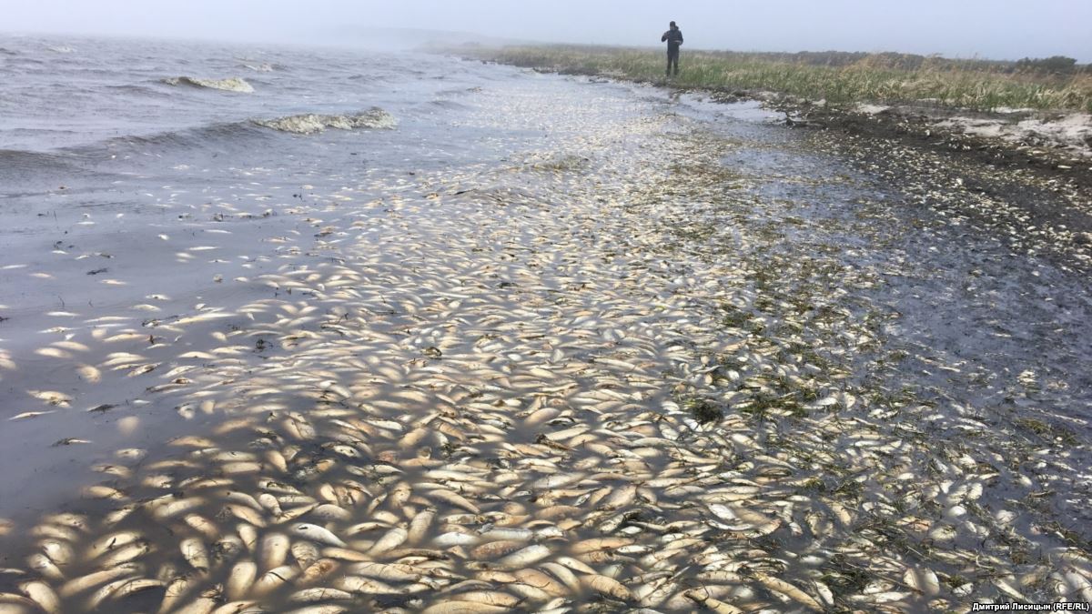 В реке Уил на западе Казахстана погибло около 5 тонн рыбы