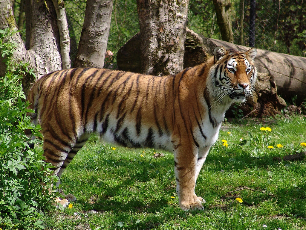 В Прибалхашье восстановят популяцию туранских тигров