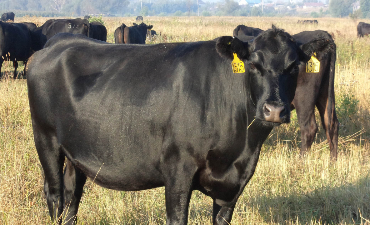 Пять тысяч коров породы абердин-ангус поставят в Казахстан