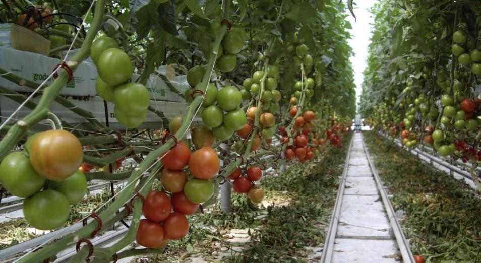 Казахстанские помидоры на вкус дороже узбекских