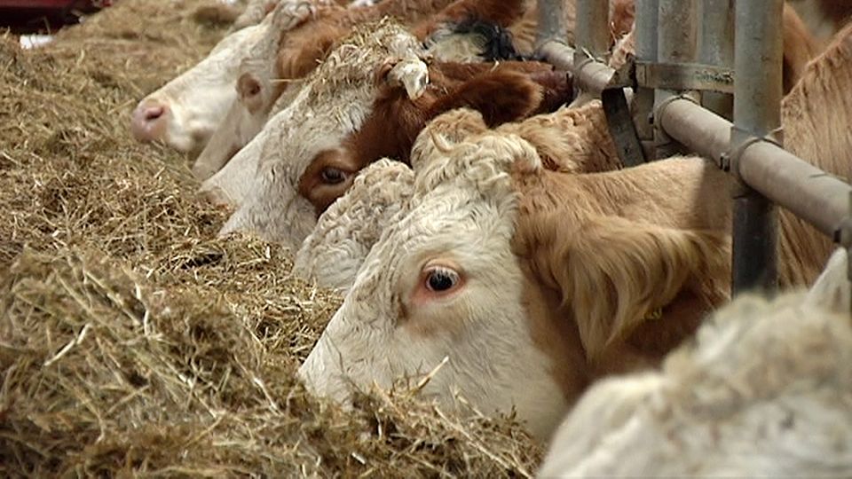 Қарағанды өңіріне биыл шетелден 3 мыңдай ірі қара жеткізілді