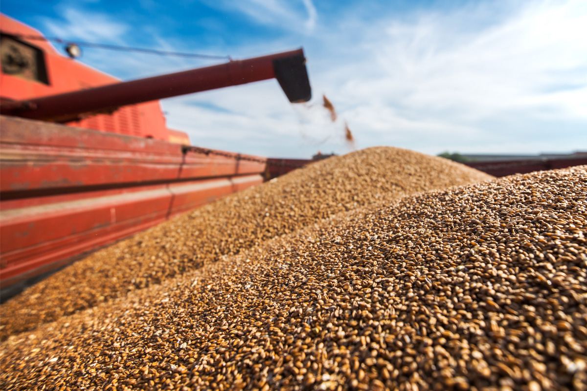 Казахстан с начала 2020/21 сельхозгода экспортировал 2,6 млн тонн зерна