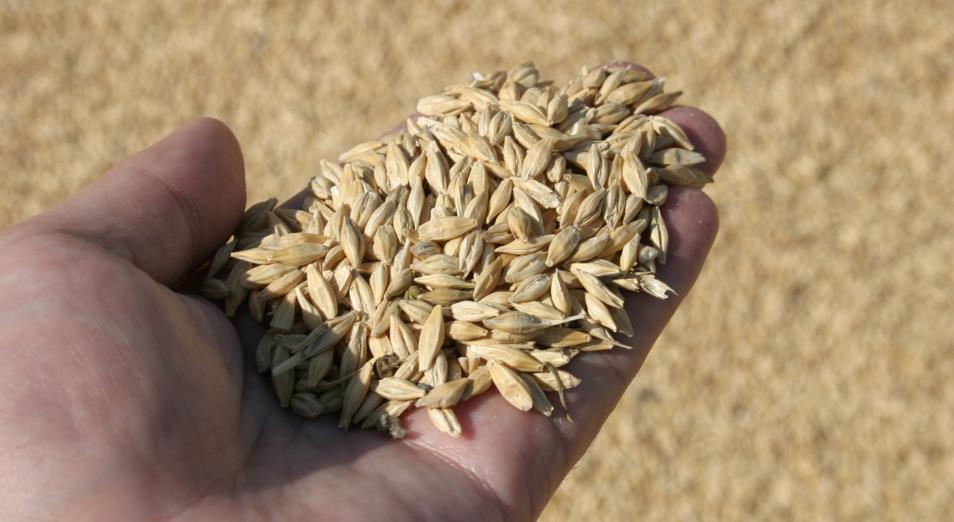 «Запрет экспорта пшеницы – непопулярная мера»
