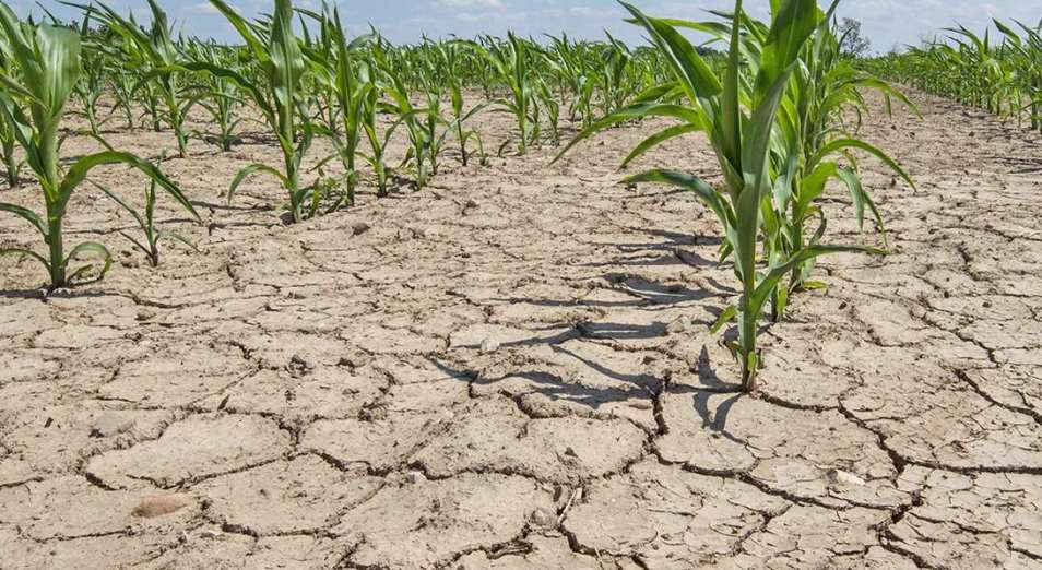 Рисоводы и крестьяне РК испытывают дефицит воды