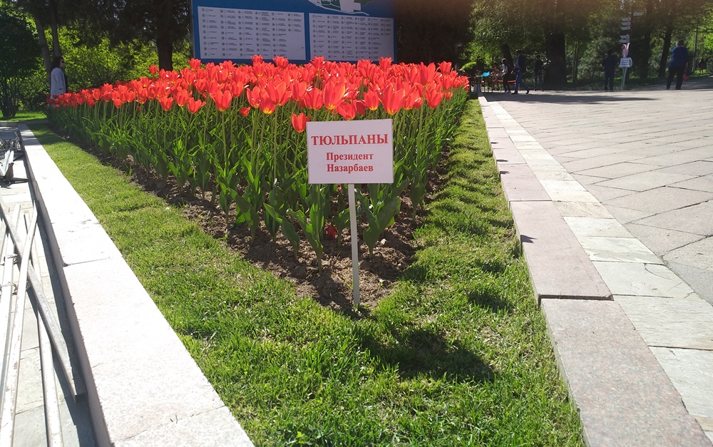 Алматинцам показали тюльпаны «Президент Назарбаев»  