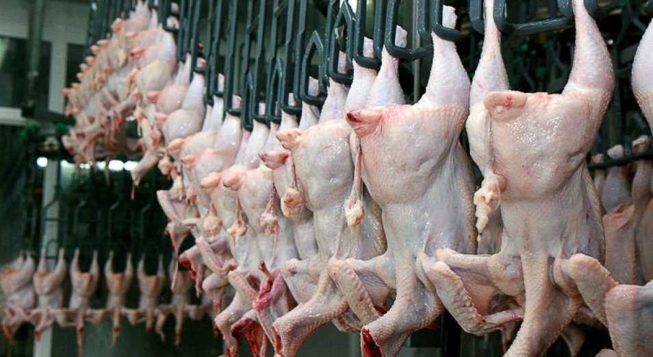 Производство птичьего мяса в Казахстане понемногу растет