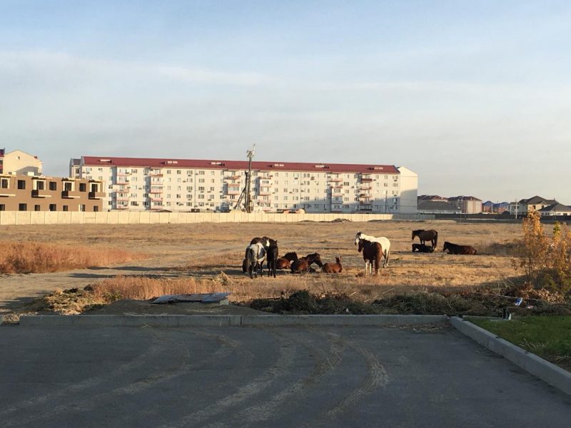В Атырау стадо лошадей доставили на штрафстоянку 
