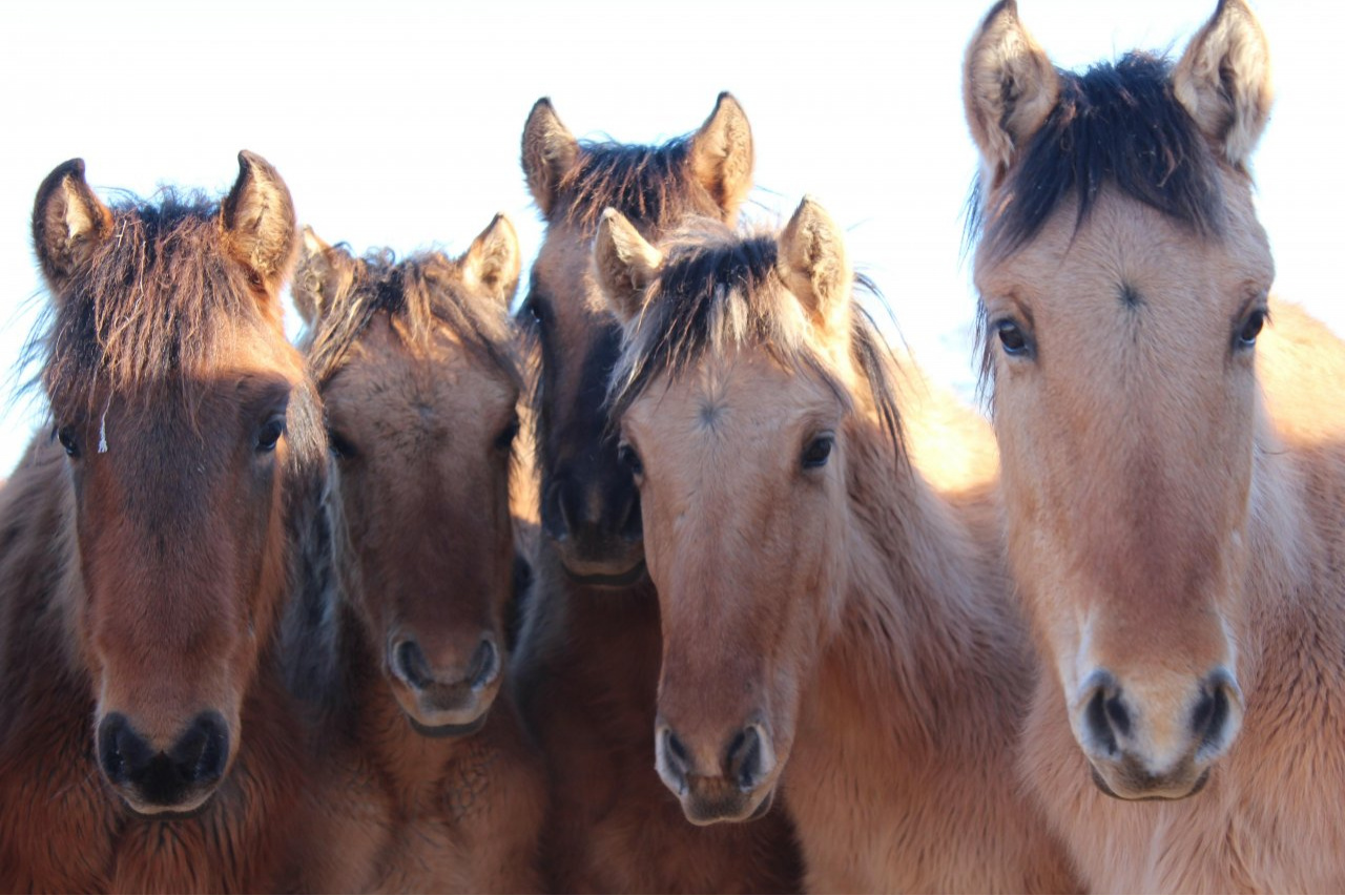 Падеж лошадей в Мангистау: корма поступают из Туркестанской области