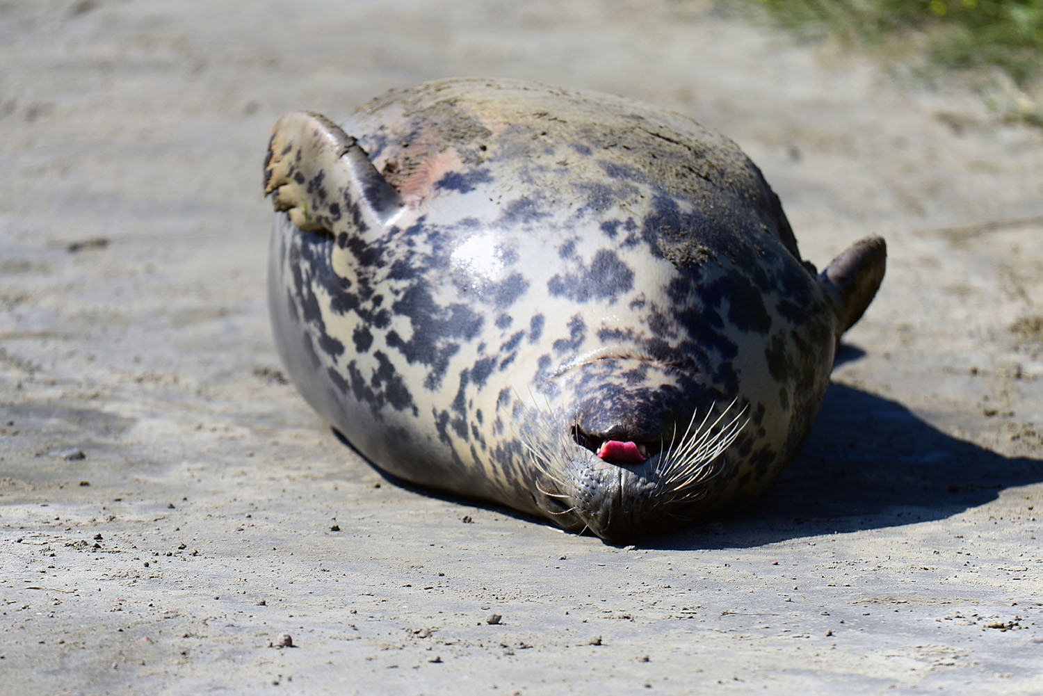 Инспекторы РК обследуют побережье Каспия после гибели тюленей в Дагестане