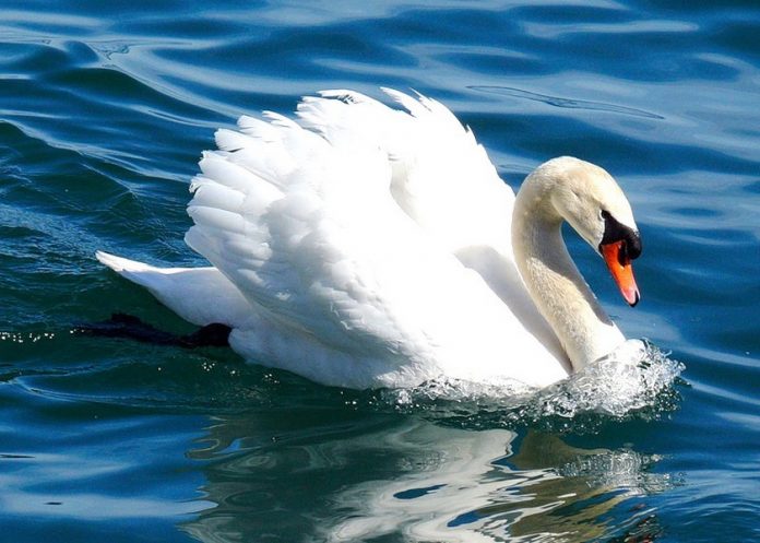 Птичий грипп в Эстонии – болезнь разносят лебеди