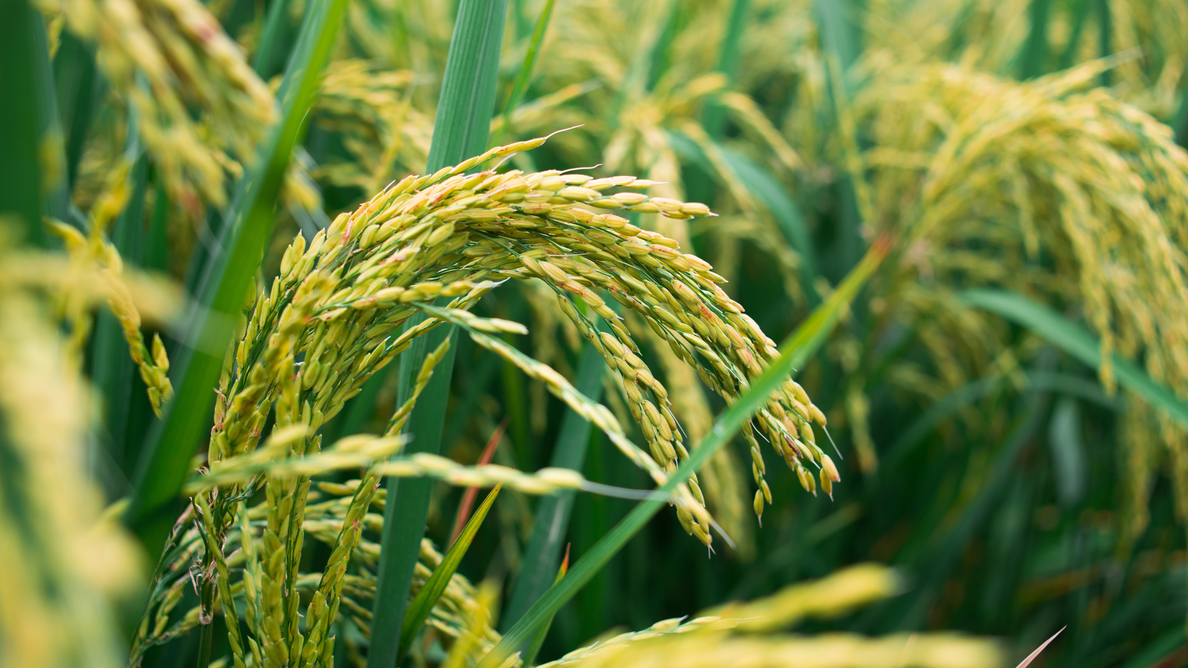 Минэкологии рекомендует уменьшить посевы риса для экономии воды  