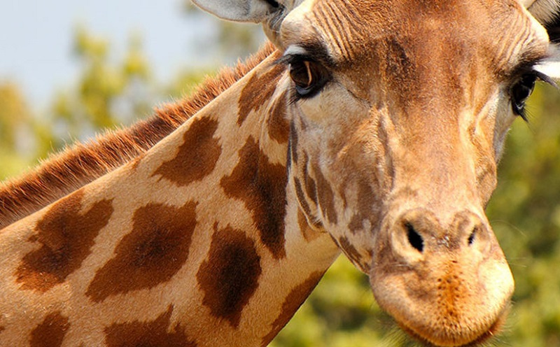 В Алматинском зоопарке умерла жирафа по кличке Алма  