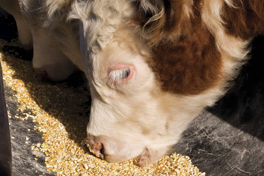 Швейцарская компания планирует запустить производство кормов в РК