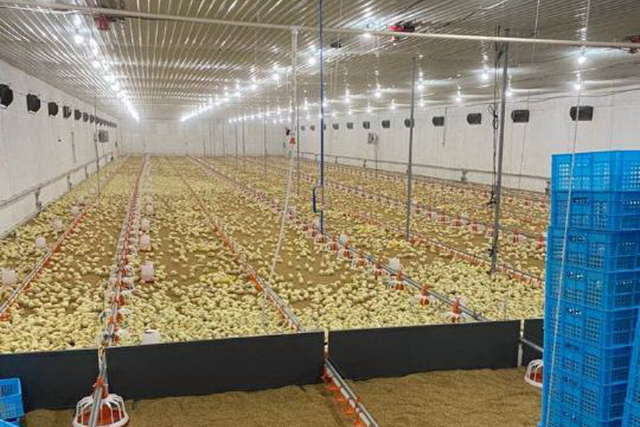 Когда начнет поставки продукции новая птицефабрика в Мангистау  