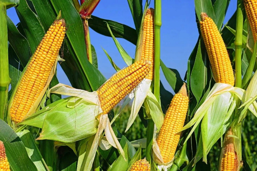 Урожай кукурузы в Алматинской области превысил 580 000 тонн   