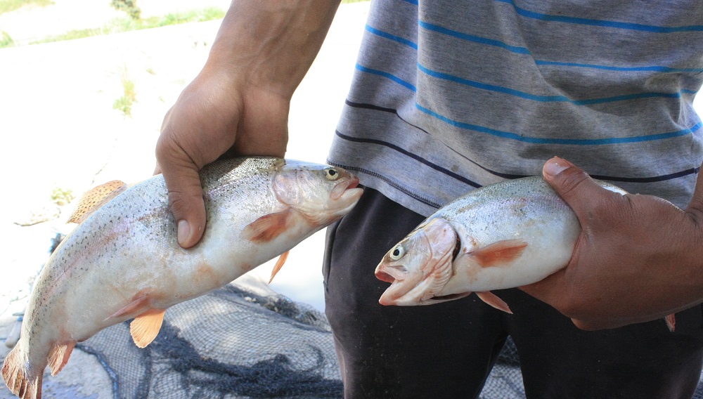 В форелевом хозяйстве в Алматинской области погибло 8,5 тысячи рыб 