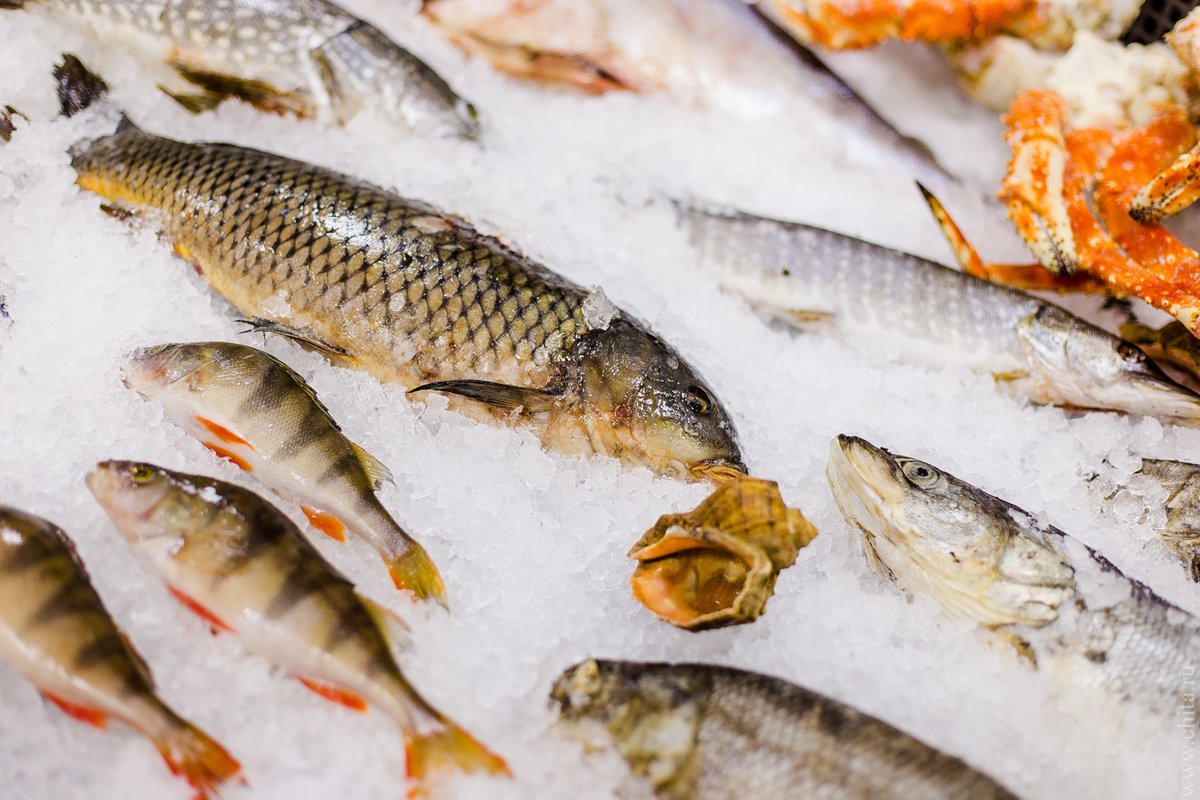 Рейтинг самых полезных видов рыб намерены составить в России  