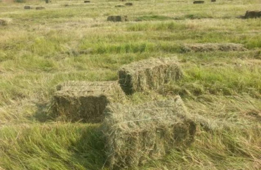 Аналық малға жемшөп субсидиясы төленеді