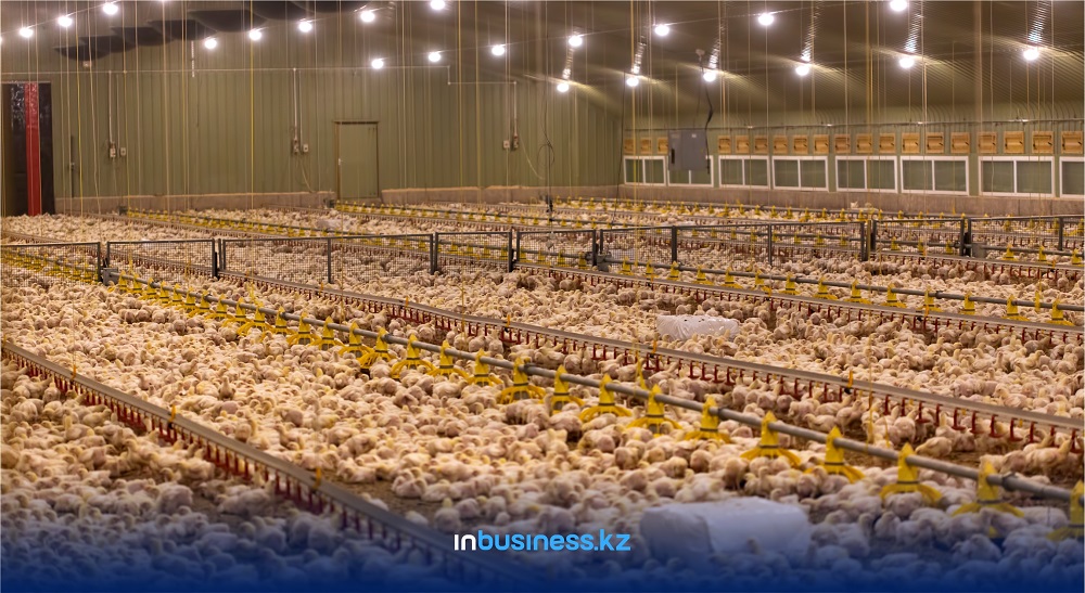 СМИ: Пострадавшая из-за птичьего гриппа Аркалыкская фабрика начнет работать в 2021 году  