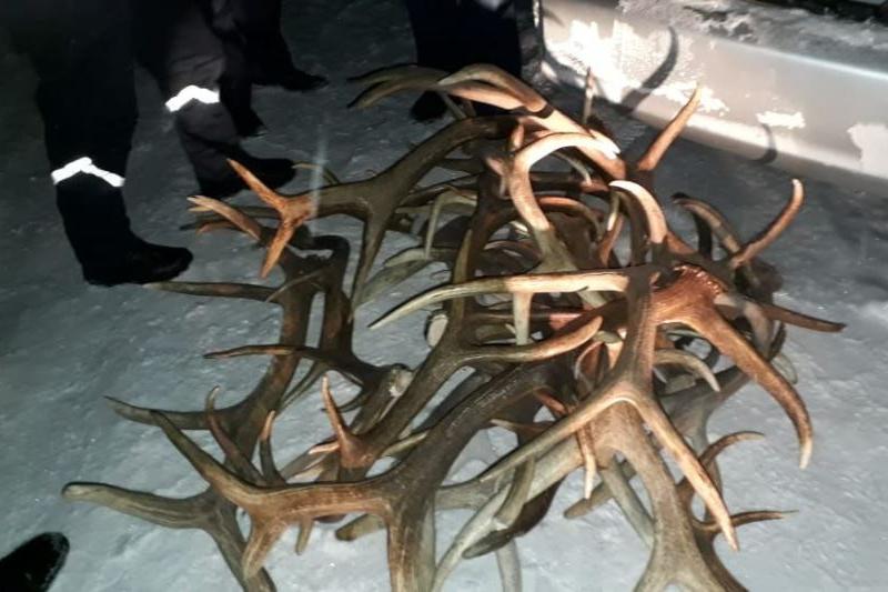 В ВКО мужчина пытался провезти через границу оленьи рога  