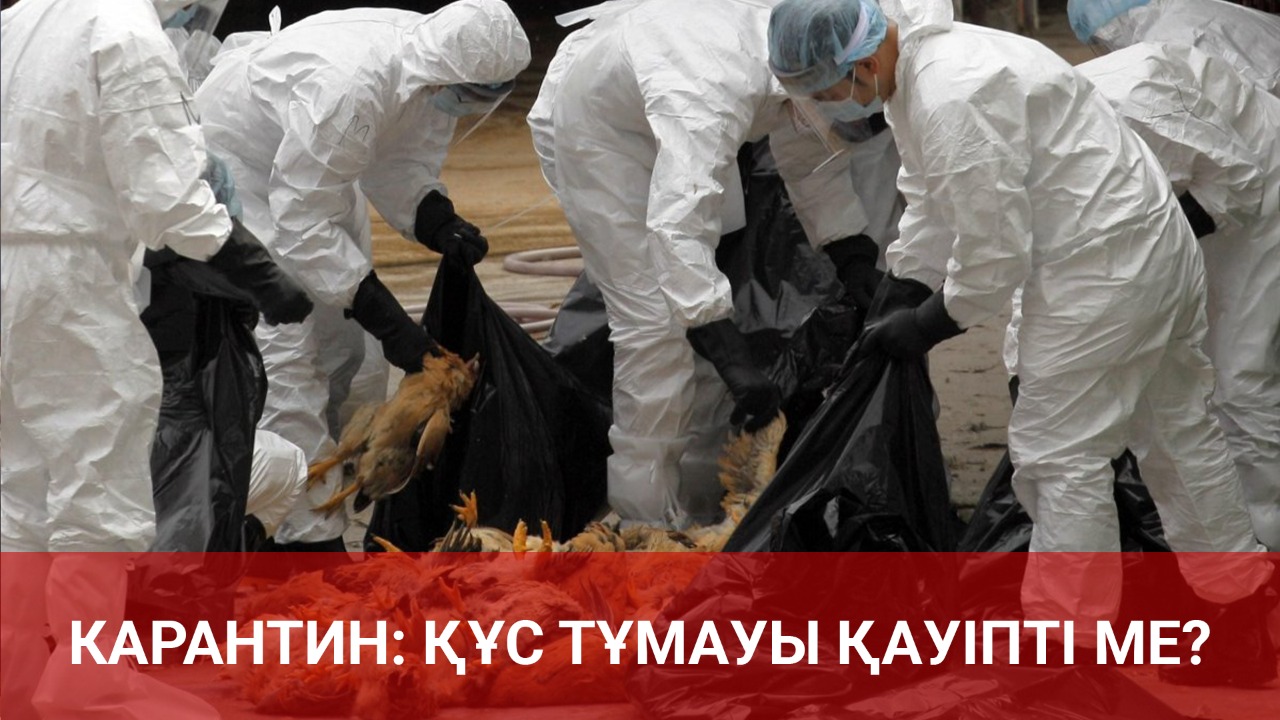 Карантин: Құс тұмауы қауіпті ме? 