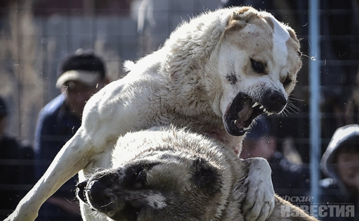 Для содержания трофейных собак в Казахстане предлагают создать спецплощадки  