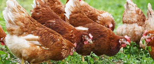 В двух районах Павлодарской области обнаружен птичий грипп