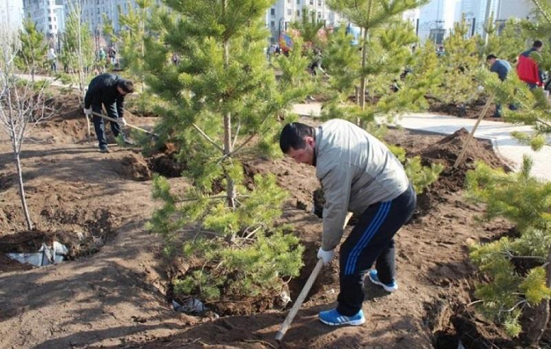 Елордада өтетін сенбілікте 5 мыңға жуық ағаш отырғызылады 