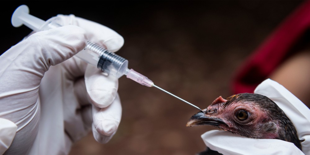 Құс тұмауына қарсы 7,7 млн доза вакцина аймақтарға таратылды 