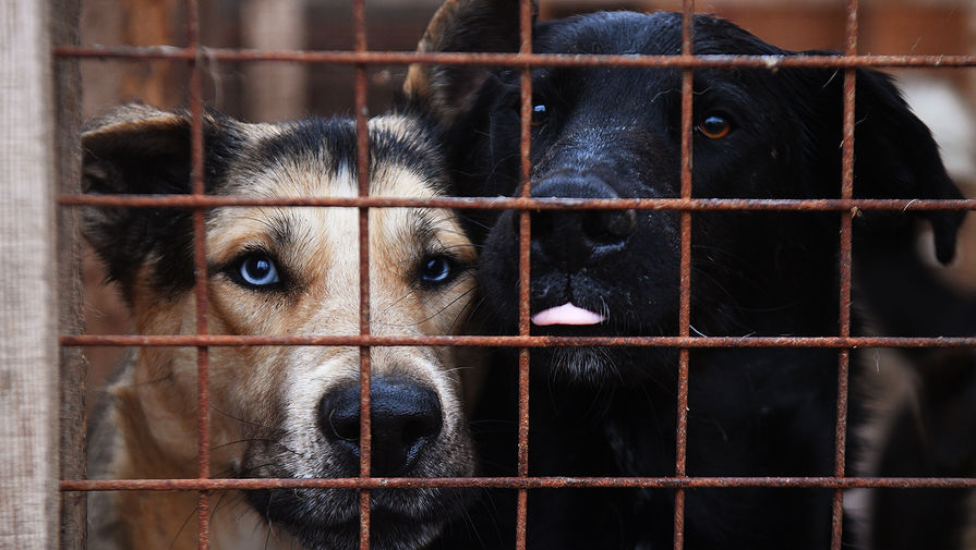 Зоозащитники узнали женщину, помогавшую живодеру разделать собаку в Петропавловске  