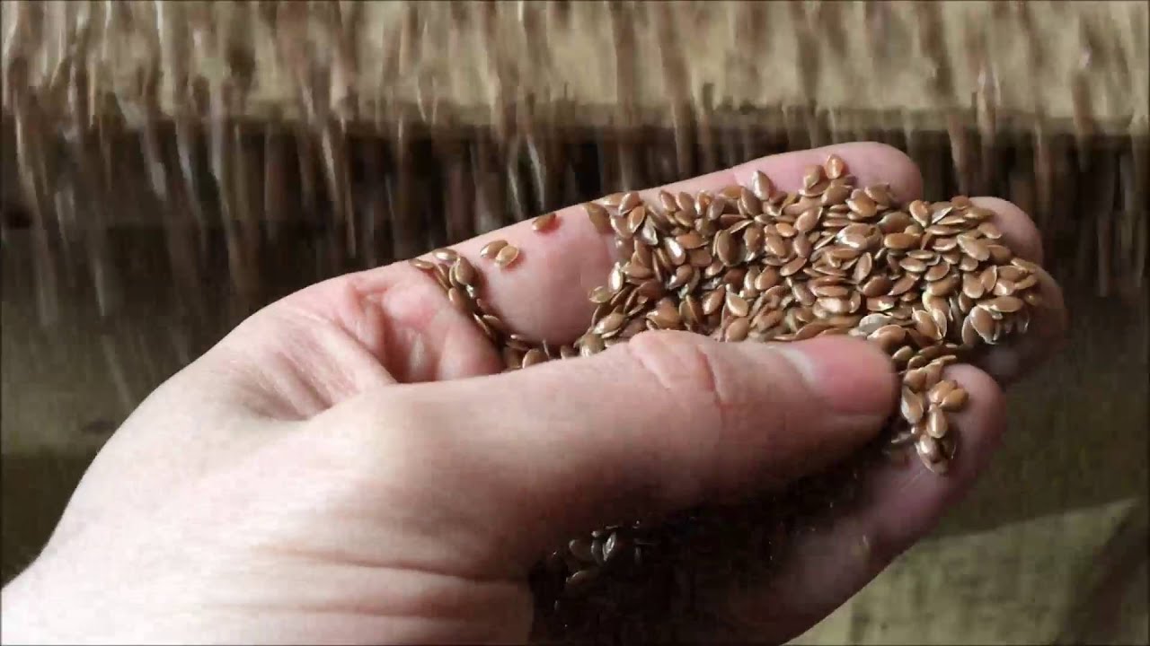 Казахстан впервые занял первое место в мире по производству льна    